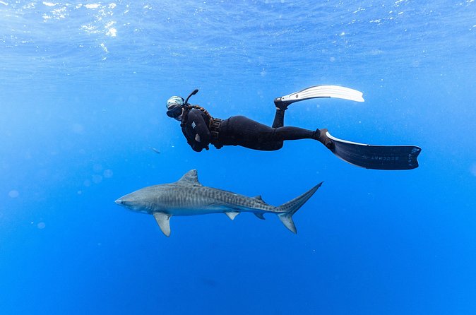 Shark Dive Private Charter No Cage - Underwater rules that matter for safety