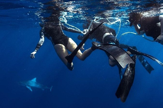 Shark Dive Private Charter No Cage - The sharks you hope to see: a realistic species shortlist