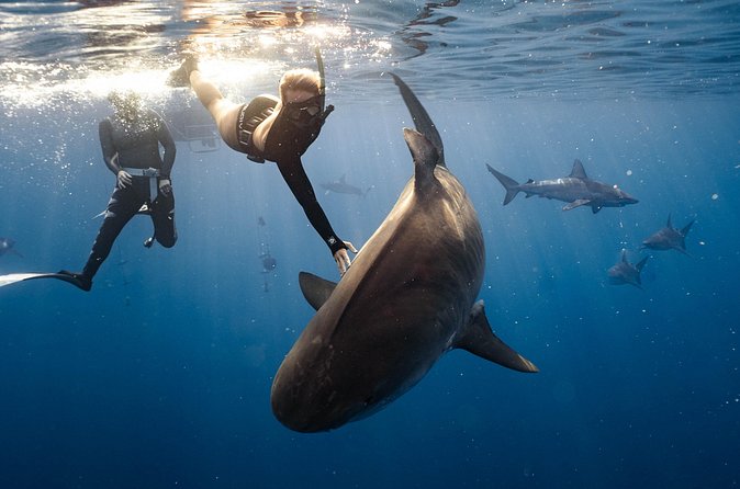 Shark Dive Private Charter No Cage - Beyond sharks: pelagic fish and the full ecosystem feel