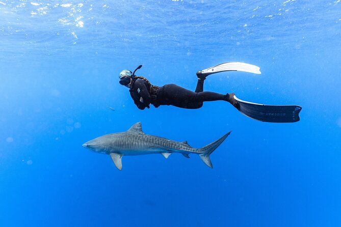 Shark Dive Private Charter No Cage - Price and group value: $824 for up to 6