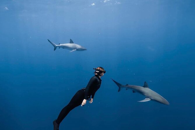 Shark Diving and Snorkeling in Oahu Hawaii - Key things you’ll notice