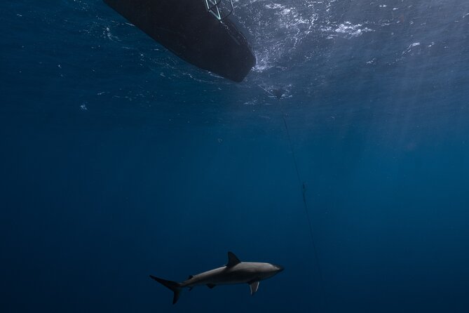 Shark Diving and Snorkeling in Oahu Hawaii - What happens on the water: boat to briefing to shark time