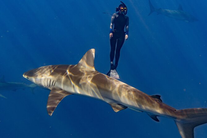 Shark Diving and Snorkeling in Oahu Hawaii - No scuba needed: what free-swim snorkeling actually means