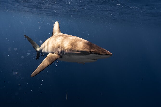 Shark Diving and Snorkeling in Oahu Hawaii - Where you meet and how it affects your day