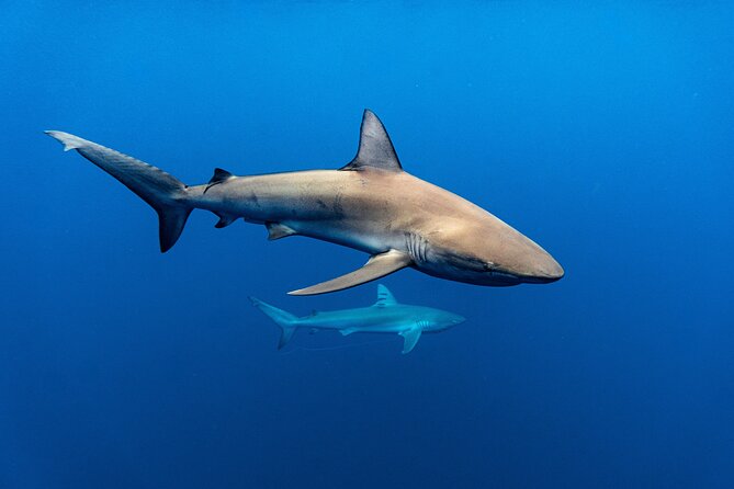 Shark Diving and Snorkeling in Oahu Hawaii - Weather and timing: why booking earlier helps