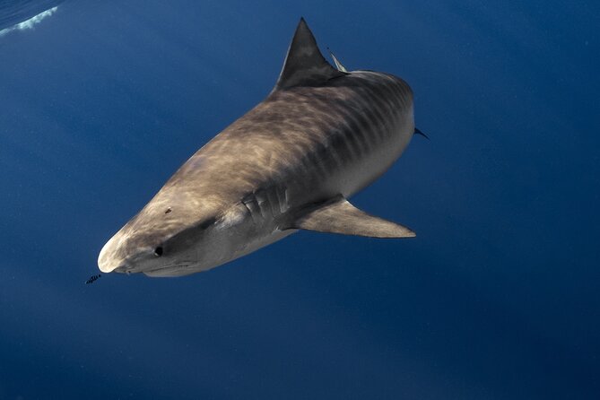 Shark Diving and Snorkeling in Oahu Hawaii - The safety briefing that makes the tour make sense
