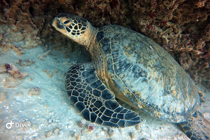 Small Group Shallow Reef Dive in Oahu - The Quick 10–15 Minute Boat Ride And The Sea Turtle Chance