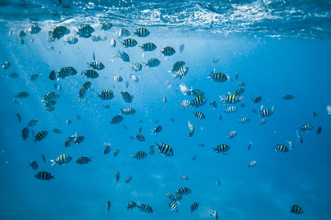 Small Group Turtle Canyon Snorkel in Waikiki (Boat Tour) - Snorkel instruction in real language: how you don’t feel lost
