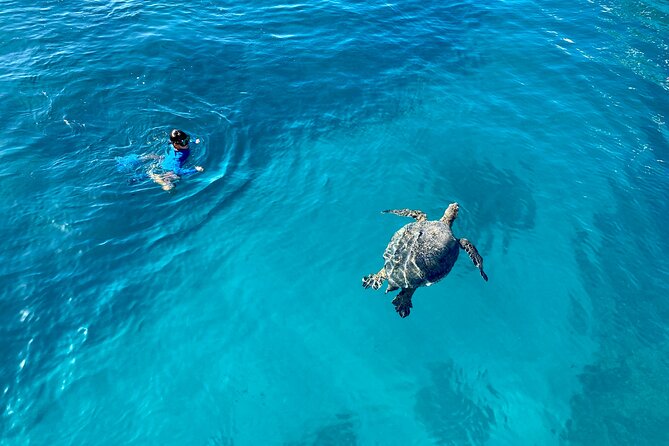 Small Group Turtle Canyon Snorkel in Waikiki (Boat Tour) - How close can you get to sea turtles?