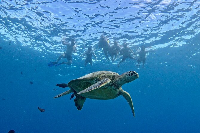 Small group Turtle Snorkel (16 people max): Sightings Guaranteed - Why This Waikiki Turtle Snorkel Feels Like a Real Snorkel Trip