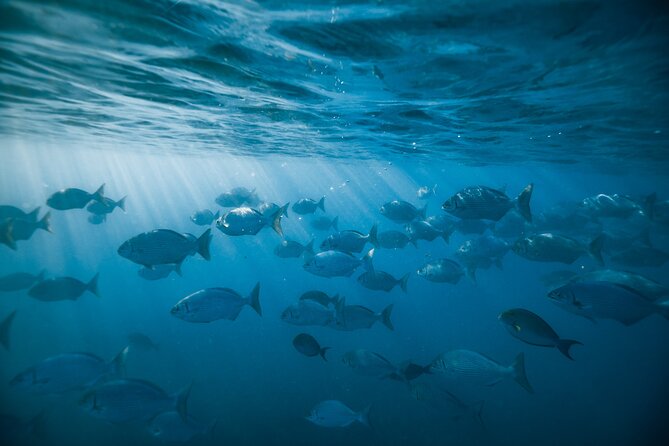 Small group Turtle Snorkel (16 people max): Sightings Guaranteed - Comfort Details That Make a Difference On a 2-Hour Boat Trip