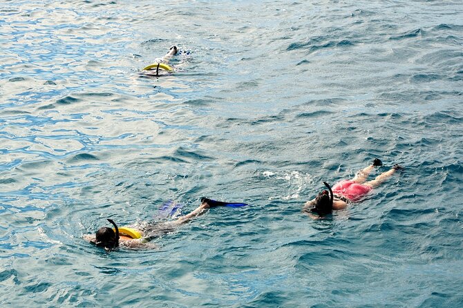 Small group Turtle Snorkel (16 people max): Sightings Guaranteed - Wildlife Expectations: Sea Turtles, Plus the Seasonal Whale Window