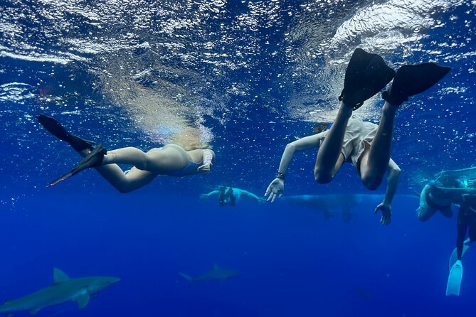 Snorkel with sharks on the North Shore of Oahu - North Shore shark snorkeling that feels small and controlled