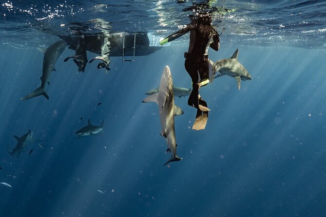 Snorkel with sharks on the North Shore of Oahu - Price and what you’re really paying for at $193