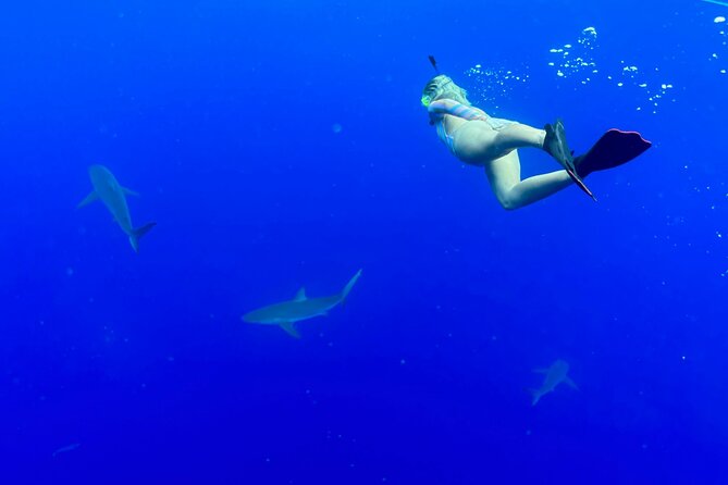 Snorkel with sharks on the North Shore of Oahu - Who should book this North Shore shark snorkel