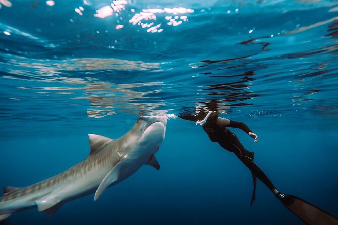 Snorkel with sharks on the North Shore of Oahu - Getting to Haleiwa and the offshore swim area