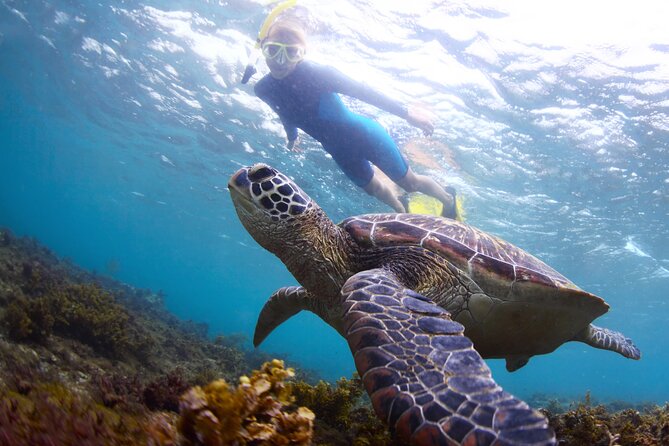 Snorkel with Turtles - Key Things That Make This Turtle Snorkel Worth Your Time