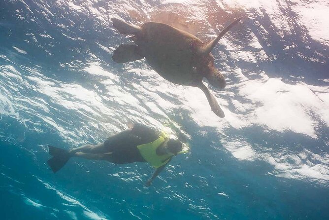 Snorkel with Turtles - The 2.5-Hour Flow: From Gear-Up to Turtle Time