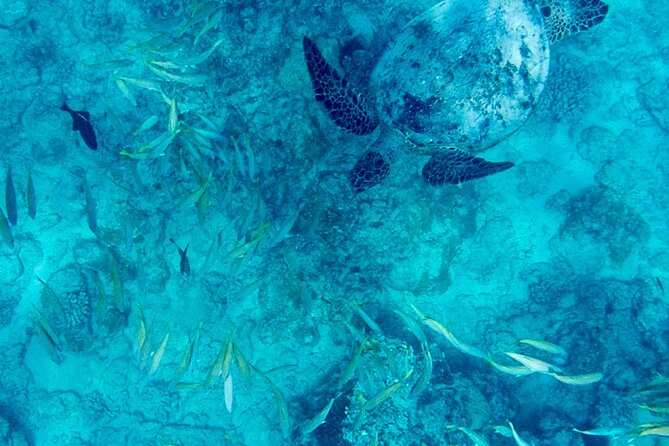 Snorkeling Adventure at Turtle Canyon - Key takeaways before you go