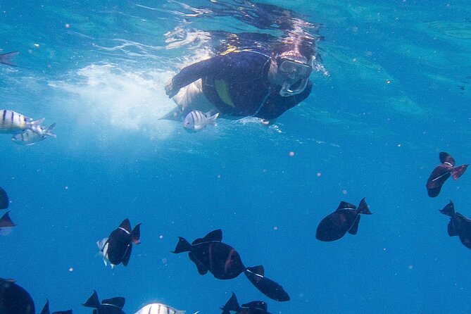 Snorkeling Adventure at Turtle Canyon - Turtle Canyon Snorkeling: what makes this trip worth your time