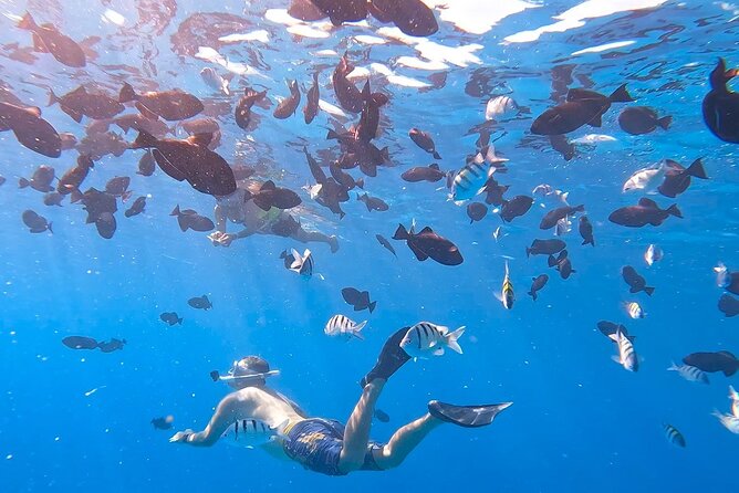 Snorkeling Adventure at Turtle Canyon - What’s included: gear, safety belts, and the stuff you don’t want to forget