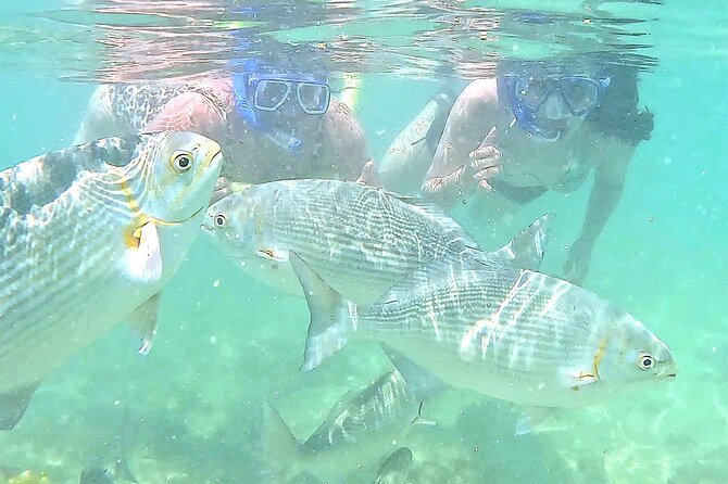 Snorkeling in Waikiki Many Fish All Levels Free Video & Pics! - Waikiki Snorkeling That Feels Like a Class, Not a Tour