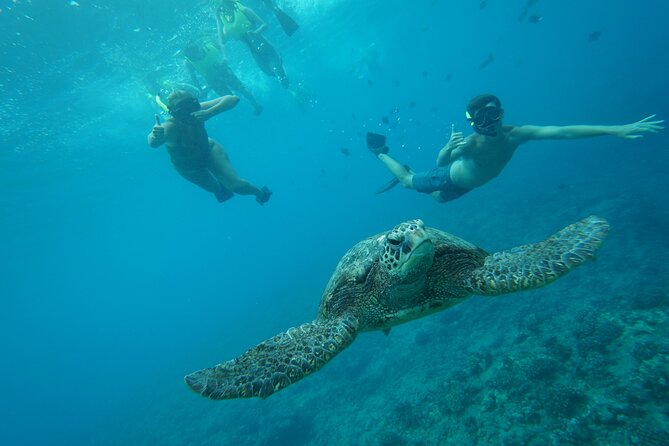 Snorkeling with Sea Turtles in Waikiki Hawaii Boat Tour - Snorkeling setup: gear, instructions, and the turtle distance rule