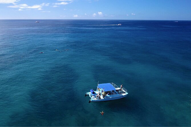 Snorkeling with Sea Turtles in Waikiki Hawaii Boat Tour - Wildlife chances: turtles, dolphins, seals, and the season factor