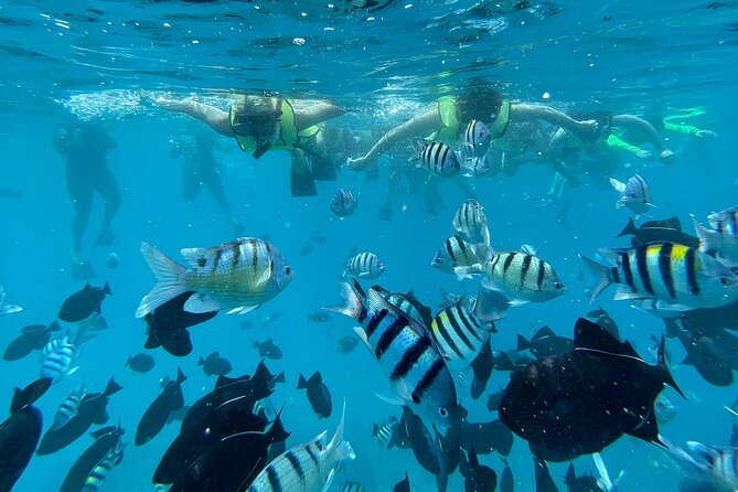 Snorkeling with Sea Turtles in Waikiki Hawaii Boat Tour - Crew style and safety: what matters most when you’re on the water