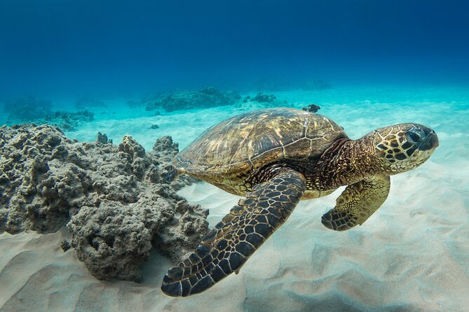 Snorkeling with Sea Turtles in Waikiki Hawaii Boat Tour - BYOB rules and packing list: what I’d actually bring