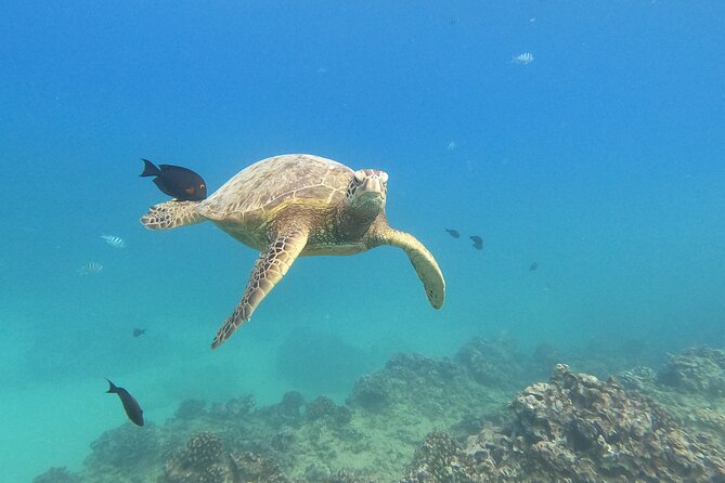 Snorkeling with Turtle/Water Scooter/Paddleboard Adventures Oahu - Key highlights you will feel right away