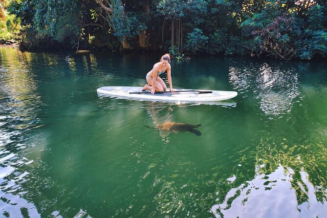 Stand Up Paddle Nature and Turtle tour-Guaranteed to see turtles - Why Anahulu Stream Makes This Turtle Tour Special