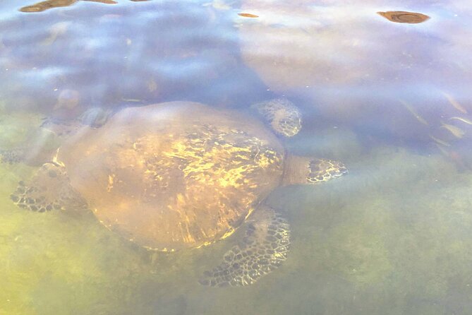 Sunset Stand Up Paddle with Photos and Turtles - Photos on the water: why they’re a bigger deal than you think