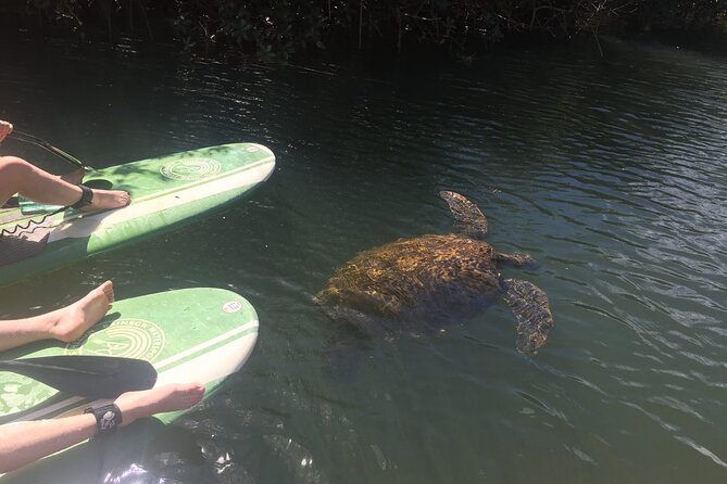Sunset Stand Up Paddle with Photos and Turtles - Conditions, timing, and the reality of sunset