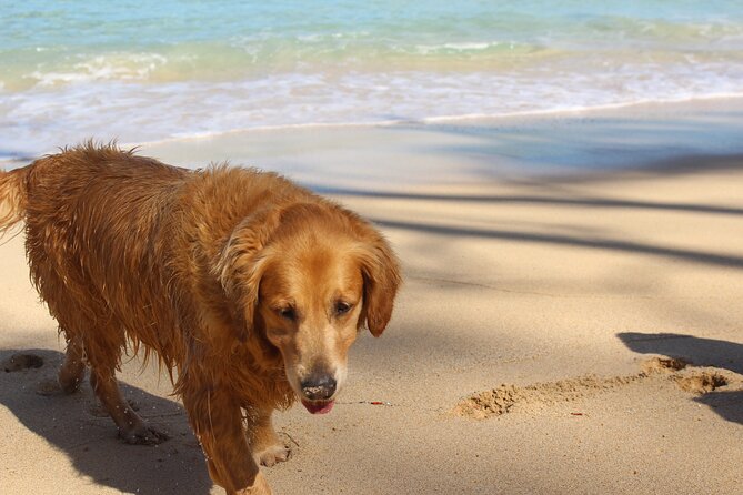 Surf Lessons on the North Shore of Oahu - Where You Start: Hauula and the North Shore Advantage