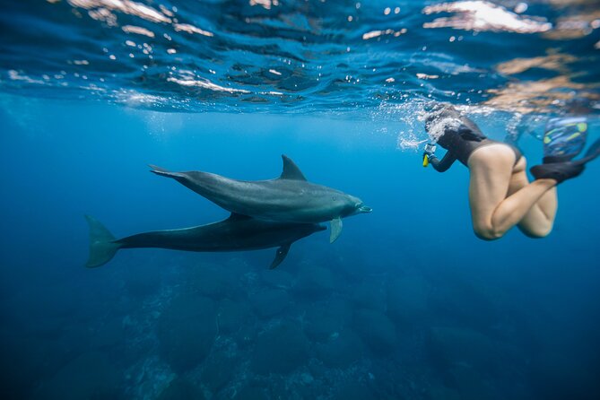 Swim With Dolphins & Turtles in West Oahu (Semi-Private Tours) - Why West Oahu Works for a Dolphin + Turtle Swim