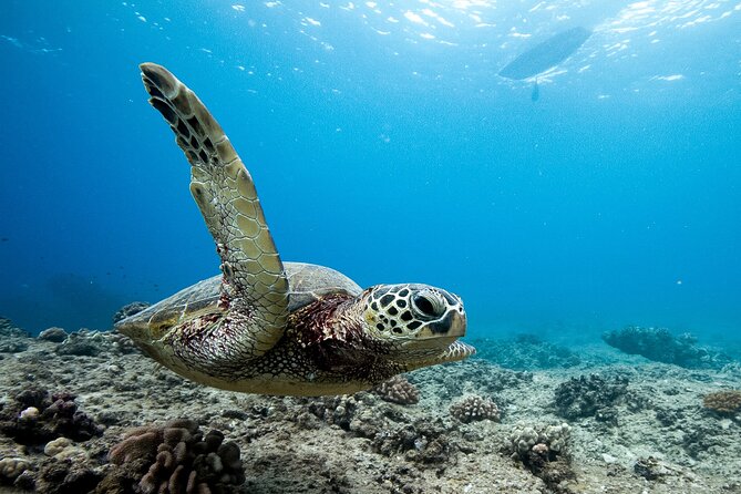Swim With Dolphins & Turtles in West Oahu (Semi-Private Tours) - Semi-Private Boat Time: Max 6, Real Ocean Safari Energy