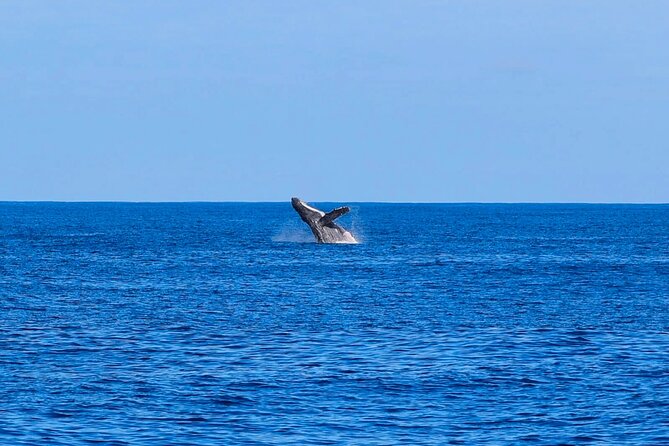 Swim With Dolphins & Turtles in West Oahu (Semi-Private Tours) - Snorkel Gear Provided: What You Need to Bring (and What You Don’t)