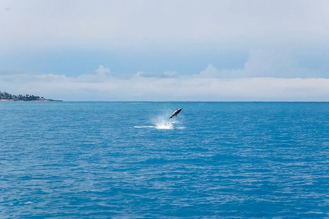 Swim With Dolphins & Turtles in West Oahu (Semi-Private Tours) - Crew and Safety: The Human Part of the Experience