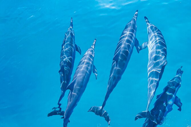 Swim With Dolphins & Turtles in West Oahu (Semi-Private Tours) - Price and Value: Is $200 Worth It for Semi-Private?