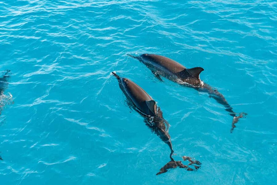 Swim with Wild Dolphins Oahu Speedboat Snorkeling Adventure! - Key Highlights That Matter