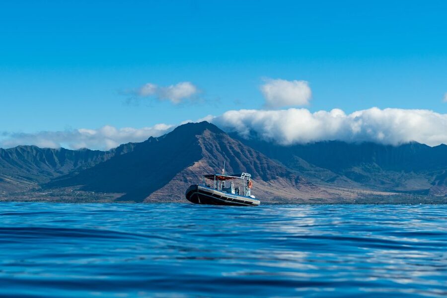 Swim with Wild Dolphins Oahu Speedboat Snorkeling Adventure! - Price and Value: Is $199 Reasonable for This Oahu Wildlife Combo?