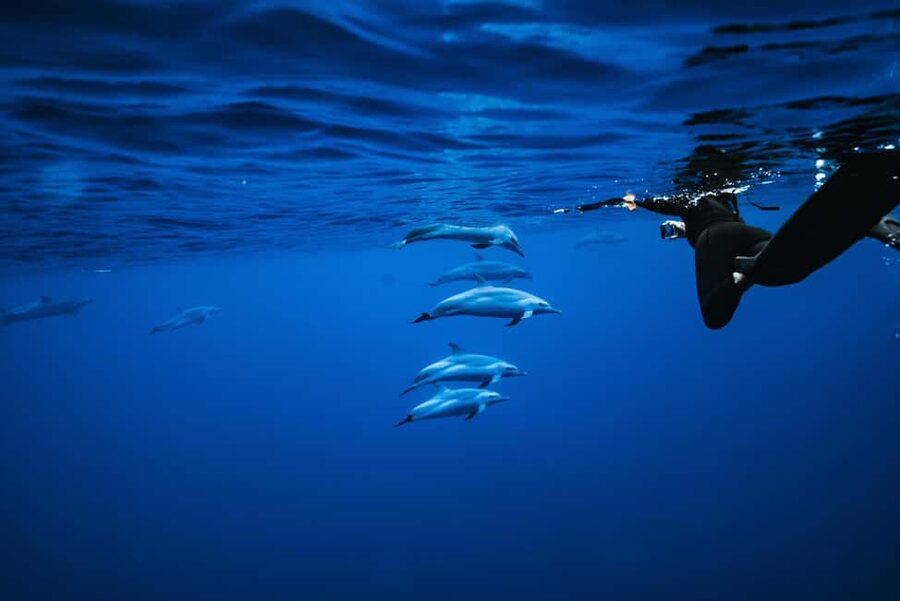 Swim with Wild Dolphins Oahu Speedboat Snorkeling Adventure! - Dolphin Time in the Deep Ocean: What to Expect When You Swim