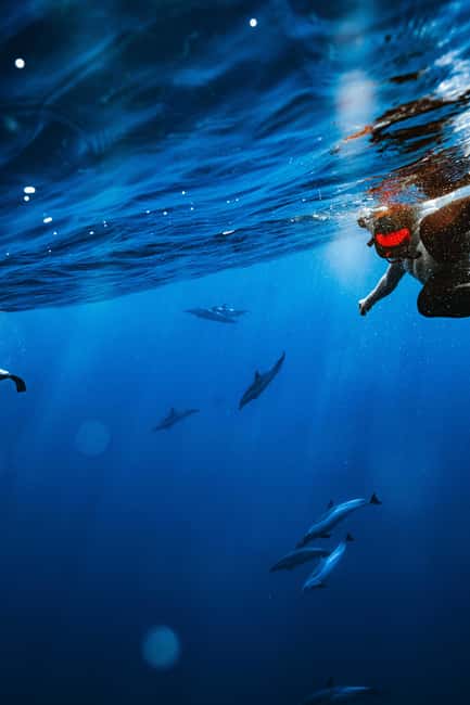 Swim with Wild Dolphins Oahu Speedboat Snorkeling Adventure! - Life Vest, Safety Notes, and Who Should Think Twice