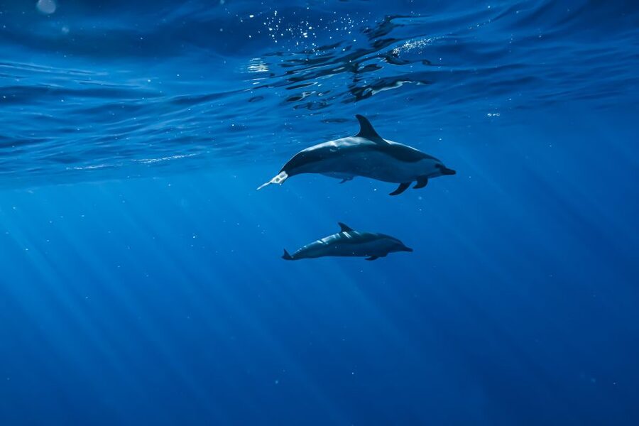 Swim with Wild Dolphins Oahu Speedboat Snorkeling Adventure! - Lunch on Board: Included Turkey Sandwich Plus Your Own Extras