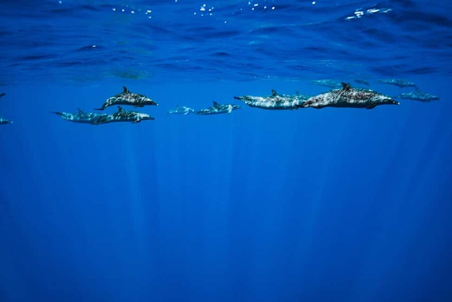 Swim with Wild Dolphins Oahu Speedboat Snorkeling Adventure! - Makaha Reef Snorkeling: Turtles and Colorful Fish (Plus a Great Coast Cruise)