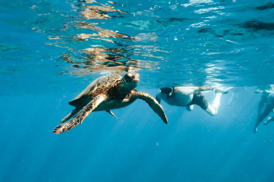 Swim with Wild Dolphins Oahu Speedboat Snorkeling Adventure! - Humpback Whale Season: When You Might Add That Bonus Moment