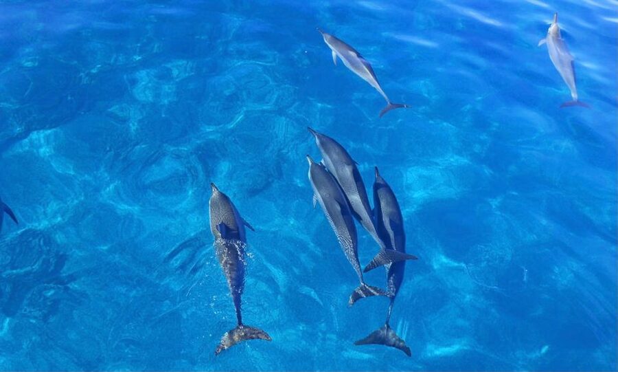 Swim with Wild Dolphins Oahu Speedboat Snorkeling Adventure! - Gear and Comfort: Small Decisions That Make or Break Your Day