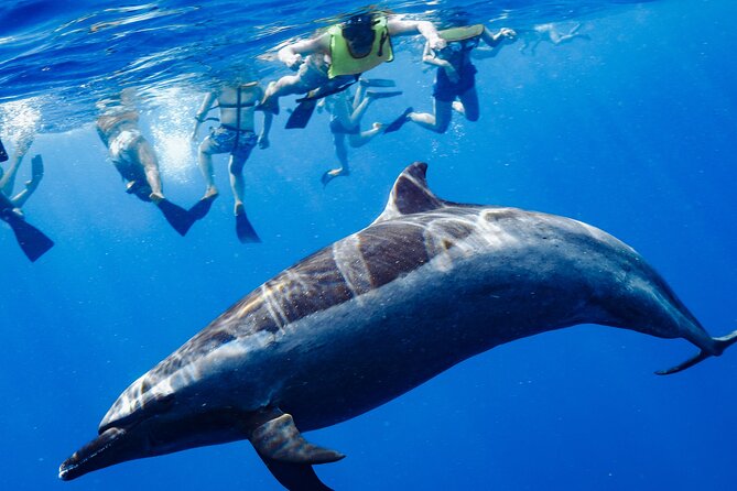 Swimming with Wild Dolphins Speedboat Adventure on Oahu - Key highlights at a glance