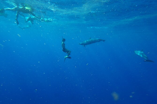 Swimming with Wild Dolphins Speedboat Adventure on Oahu - Stop 2 in Makaha: The Sandwich-and-Snacks Reset